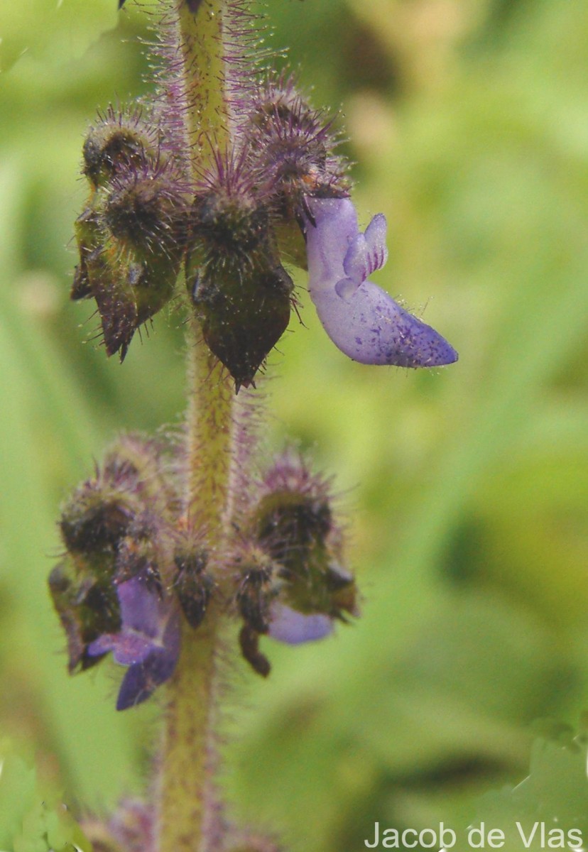 Coleus lanuginosus Hochst. ex Benth.(Hochst. ex Benth.) Agnew